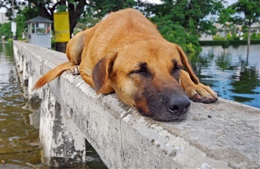 Vis os billederne: Hunde og vand