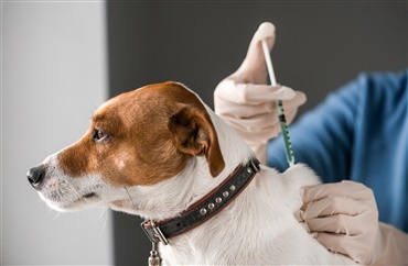 Fra Magasinet HUNDEN: Vaccination og titertest