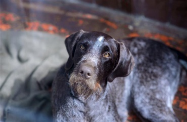 Hundediarre i Nordsj&aelig;lland kan smitte mennesker og dyr