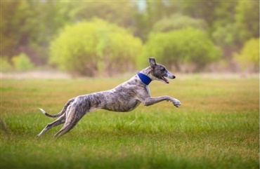 Whippet spiller n&oslash;glerolle i norsk kidnapningssag