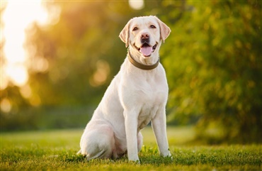 Vis os din smukke labrador