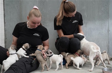 15 hunde med mider og s&aring;r fjernet