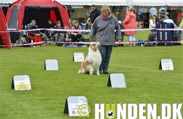 Rally styrker samarbejdet mellem dig og din hund 