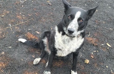 Vaske&aelig;gte australsk heltehund