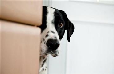 N&aring;r hunden f&aring;r noget p&aring; tv&aelig;rs