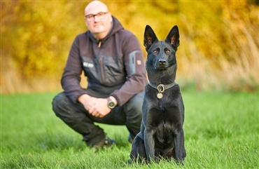 Flere hunde forsikres fra snude til halespids