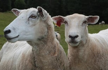 DKK fraråder fårehold i fritløbsområde