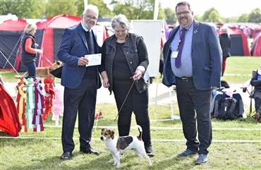 Roskilde 2019: F&oslash;rste danske CACIB til dansk/svensk g&aring;rdhund blev norsk