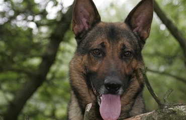 Hund efterladt bundet til et træ