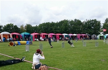 DM i Agility på Store Hestedag