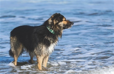 Pas p&aring; din hund i sommervarmen 