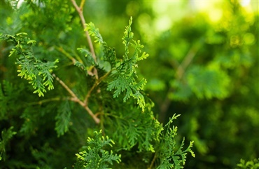 Thuja er giftig for hunde