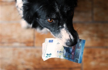 Ved du hvad det koster at have hund?
