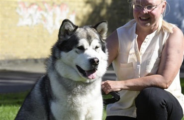 Hunden Vega er p&aring; toppen igen efter uheld med due