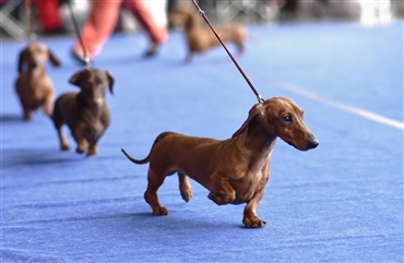 Forskning: Hanhunde vinder oftere 