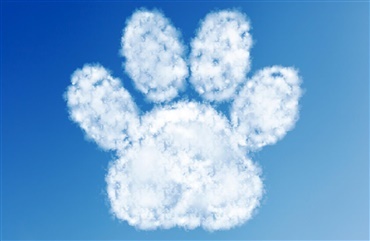 Hund d&oslash;de - ejer s&aring; den i skyer