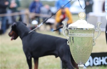 IDC World Championship Show 2026 – en weekend vi aldrig glemmer