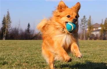 Hundeareal kun til små hunde