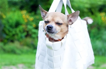 Ny tendens på vej når vi vælger hunde