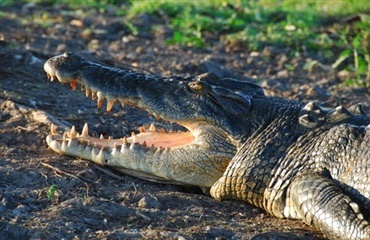 Hund fundet i maven på krokodille