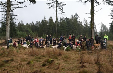 56 golden retrievere fejrede jul i Gludsted 
