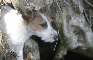 Hund og ejer faldt 5 m ned ad skrænt