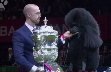 Pudel vandt Crufts - dansk hund blev nr. to i sin gruppe