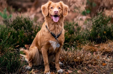 Gode r&aring;d til f&oslash;rstegangsk&oslash;bere: Det skal du overveje, f&oslash;r du v&aelig;lger hund