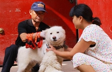 80.000 hunde vaccineret i Kina