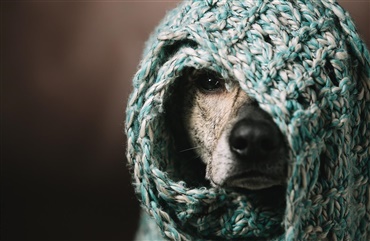 Skal man coronateste sin hund?