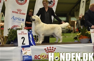 Video fra hundeudstilling i Ballerup