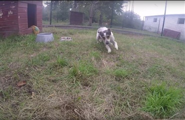 Hund har følelserne uden på pelsen første gang den får græs under poterne