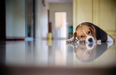 Skilsmisse – men hvad med hunden? 