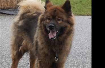 Efterlysning: Eurasier forsvundet fra Gribskov 