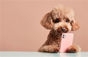 Nye serie: Hundefotografering for alle