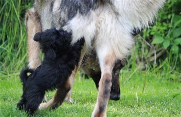 Små og store hunde sammen: griffon og schæfer