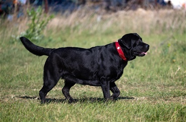 Dyrehospitaler sl&aring;r alarm: For mange overv&aelig;gtige hunde