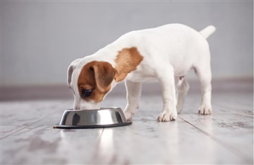 Hundemad tilbagekaldes: Kan v&aelig;re farligt