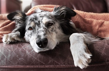 Biskop charme Bunke af Symptomer – feber - Hunden.dk