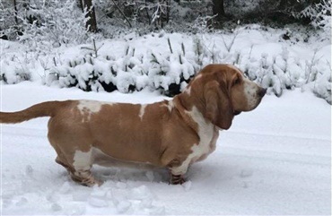 Virkelighedens Lassie er en basset