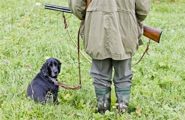 Masser af hunde stjæles i England