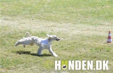 En weekend med Hunden i Fokus