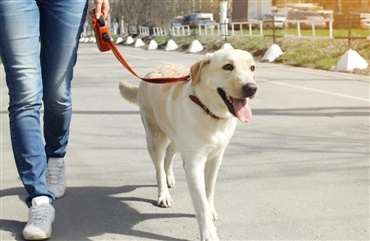 Tag p&aring; g&aring;tur og st&oslash;t hunde med s&aelig;rlige behov