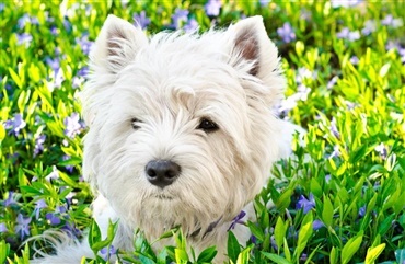 Forskning: Min hund forst&aring;r mig