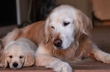 Seniorhunden – 10 ting der sker når hunden gammel -