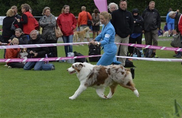 Fredagsquiz: Hvad ved du om australian shepherd