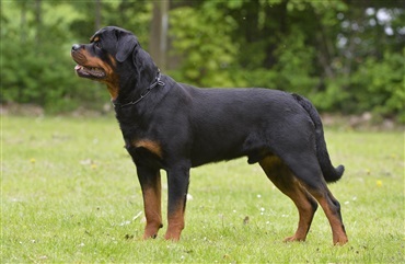 Myten om den l&aring;sende hundek&aelig;be