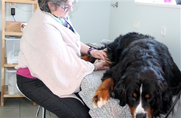 Hundesv&oslash;mning og zoneterapi