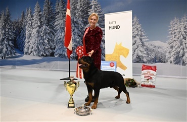 Se video: genoplev k&aring;ringen af &Aring;rets Hund