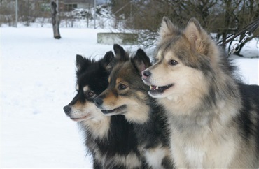 Del 4: Hunden i sproget og hverdagen